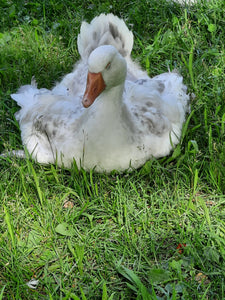 Sebastopol Geese