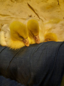 Goslings Have Gone to Their New Homes